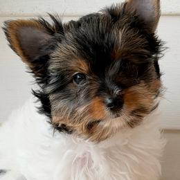 Willow  -  AKC 3750 - Black tan and white female Biewer Terrier puppy in Douglas, Georgia from Heartland small breeds