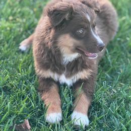 Romeo - Red tri male Miniature Australian Shepherd puppy in California from Eagle River Aussies