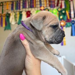Girl 1 - Fawn female Cane Corso puppy in Briggs, Texas from Capital City Corso’s