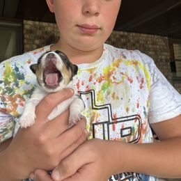 Chihuahua Puppies from Rhoda and Verna