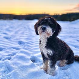 Molly - Bernedoodle