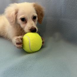 Lily - Cream female Assorted Doodle Crosses puppy in Bell, Florida from BellCrist Little bits