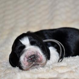 Beethoven - Black and white male English Springer Spaniel puppy in Chapmansboro, Tennessee from Balthrop Bend Farms