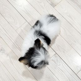 Biewer Terrier and Yorkshire Terrier Puppies from Coastal Yorkshire Terrier Yorkies & Biewer Terriers