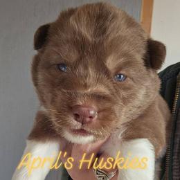 Yellow collar girl - Red and white female Siberian Husky puppy in Terre Haute, Indiana from April's Huskies