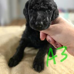 Dark Green Collar Boy - Black male Poodle puppy in Keats, Kansas from Little Apple Standard Poodles