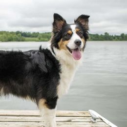 Australian Shepherds from Athena’s Aussies