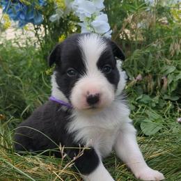 (Kaya) Maggie - Black and white female Border Collie puppy in Max, Nebraska from Stag Valley Homestead