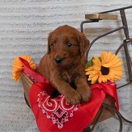 Coco- red girl - Apricot female Goldendoodle puppy in Hagerstown, Maryland from Maryland Doodles