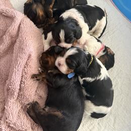 Cavalier King Charles Spaniel Puppies from The Cavi Pack