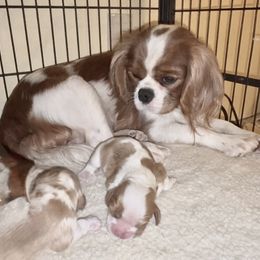 Patches - Blenheim male Cavalier King Charles Spaniel puppy in Windsor, Colorado from Nococavaliers