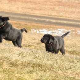 Mullaghmore Labradors - Black female Labrador Retriever puppy in Swampscott, Massachusetts from Mullaghmore Labradors