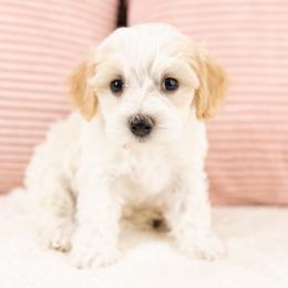 Fig - White male Maltipoo puppy in Salt Lake City, Utah from My Doodle Puppy