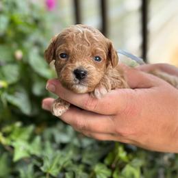 Breeze - Red  male Poodle puppy in Wharton, Texas from In the Red Poodles
