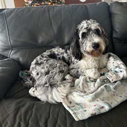 Noel - Aussiedoodle