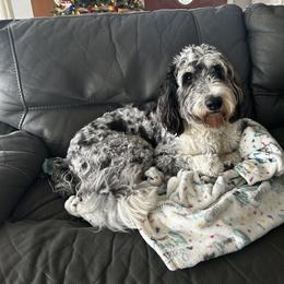 Noel - Aussiedoodle