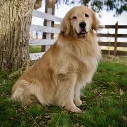 The King Nino 🐶❤️ - Golden Retriever