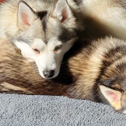 Pomskies from SE Ohio pomsky
