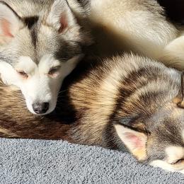 Pomskies from SE Ohio pomsky
