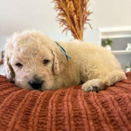 Light blue - Cream male Goldendoodle puppy in Brooksville, Florida from Abby’s Standard Goldendoodles