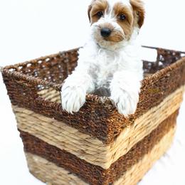 Cove - Parti male Goldendoodle puppy in Boise, Idaho from Goldendoodle Baby