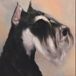 Zephyr - Miniature Schnauzer