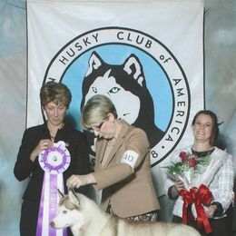 Siberian Huskies from Sabre's Siberians