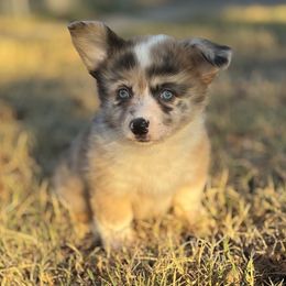 Bo peep - Fawn merle female American Corgi puppy in East Oakdale, California from Rhettro Kennels