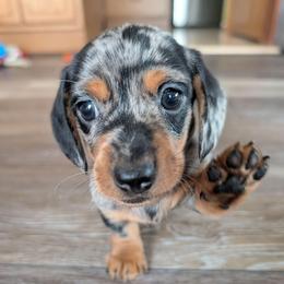 Oreo - Dapple male Dachshund puppy in Hope, Michigan from Knotty Woods/ Hope Heelers