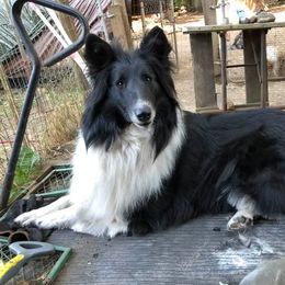 Bindi - Old Time Scotch Collie