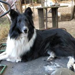 Bindi - Old Time Scotch Collie