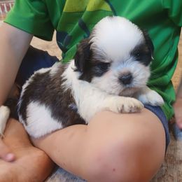Shadow - Black and white male Shih Tzu puppy in Lebanon, Pennsylvania from Stoney Acre Farms