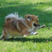 Icelandic Sheepdogs from Greenbrier Icelandics