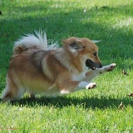 Icelandic Sheepdogs from Greenbrier Icelandics