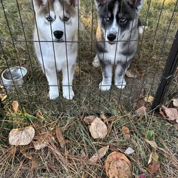 Siberian Husky Puppies from WILLIAM HUNDLEY
