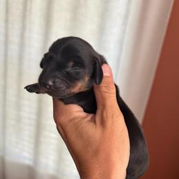 Reuben AKC 2800 - Chocolate and tan male Dachshund puppy in Indian Trail, North Carolina from Hilda’s Teenie Weenies