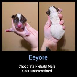 Eeyore - Piebald male Dachshund puppy in Quitman, Mississippi from S-and-A Kennels