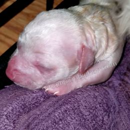 Bichon Frise Puppies from Champion Bichon