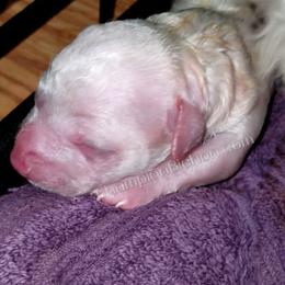Bichon Frise Puppies from Champion Bichon