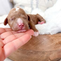 Hazel - Red and white female Cockapoo puppy in Preston, Idaho from Rocking JH Pup Co