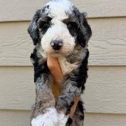 Shania BLUE EYES - Blue merle female Bernedoodle puppy in Horseshoe Bend, Idaho from Over the Moon Poodles and Doodles