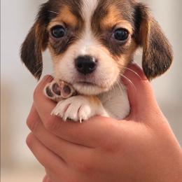 Glinda - Black tan and white female Beagle puppy in Lake City, Florida from Sunkissed Beagles