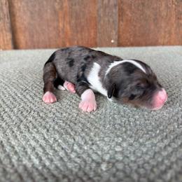 Aggie - Blue merle female Aussiedoodle puppy in Eastland, Texas from H5 Mini Doodles