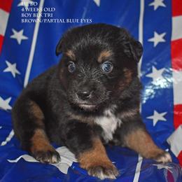 Lil Bo - Black tri male Miniature Australian Shepherd puppy in Patterson, North Carolina from DreamLine Aussies