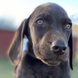 German Shorthaired Pointers from Stanford Farm
