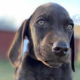 German Shorthaired Pointers from Stanford Farm