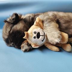 Tibetan Spaniel Puppies from Trillium Tibetan Spaniels