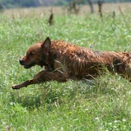 Golden Retrievers from Rosebrook Goldens