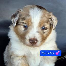 Roulette - Red merle female Miniature Australian Shepherd puppy in Powell Butte, Oregon from Willow Lane Ranch