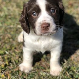 English Springer Spaniel Puppies from Southern Springers